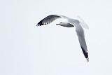 Gull In Flight_DSCF00771